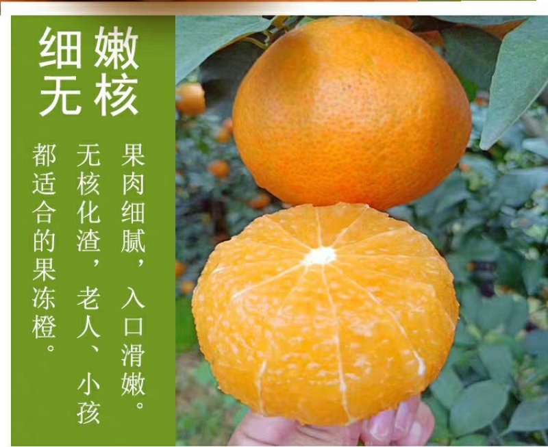 爱媛28号果冻橙红美人(湖南郴州东江湖清江)一件代发