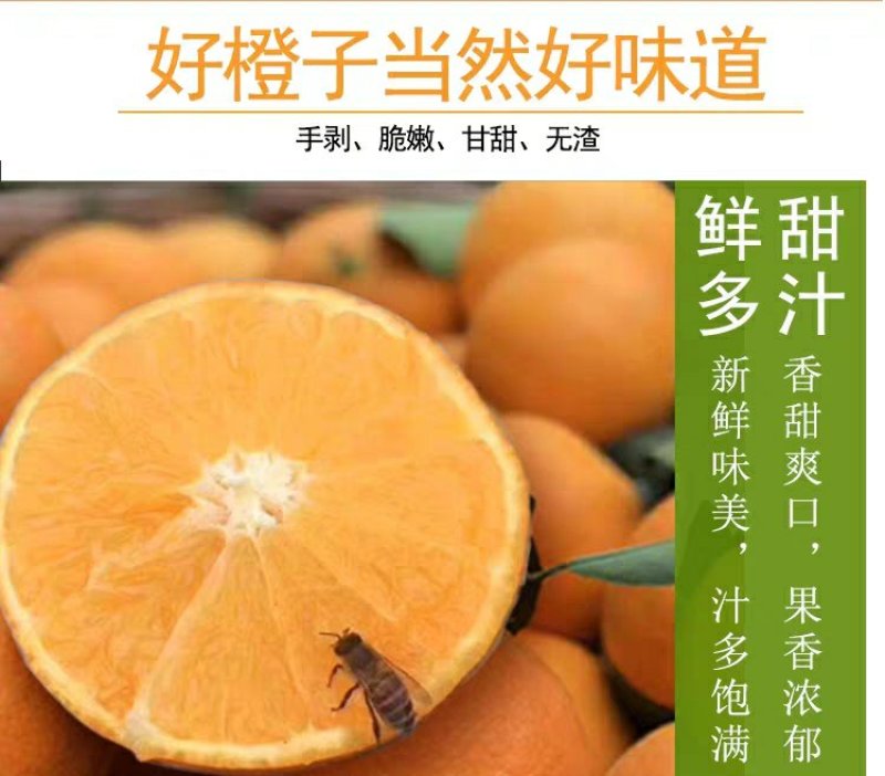 爱媛28号果冻橙红美人(湖南郴州东江湖清江)一件代发