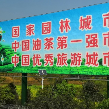 油茶树苗，长林系湘林系，25公分到75，全国批发运费到付