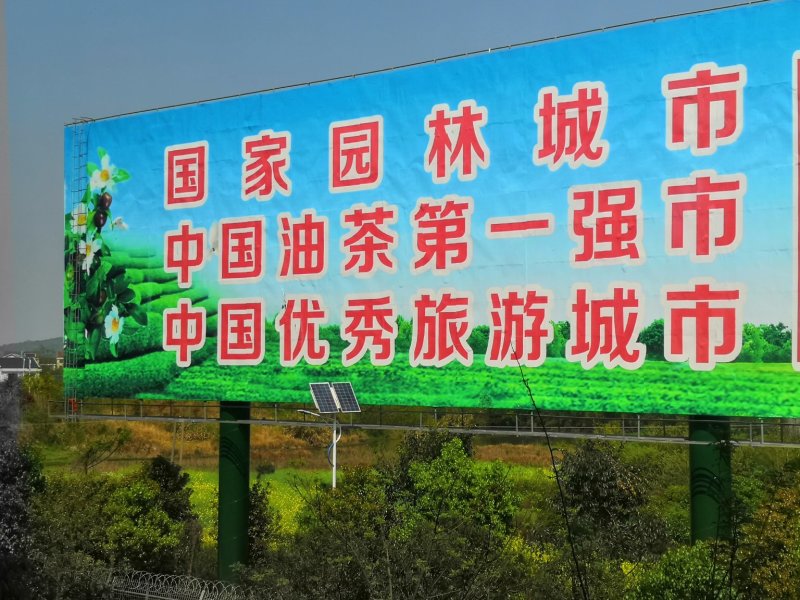 油茶树苗，长林系湘林系，25公分到75，全国批发运费到付