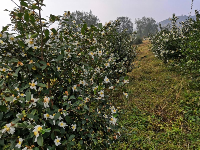 油茶树苗，长林系湘林系，25公分到75，全国批发运费到付