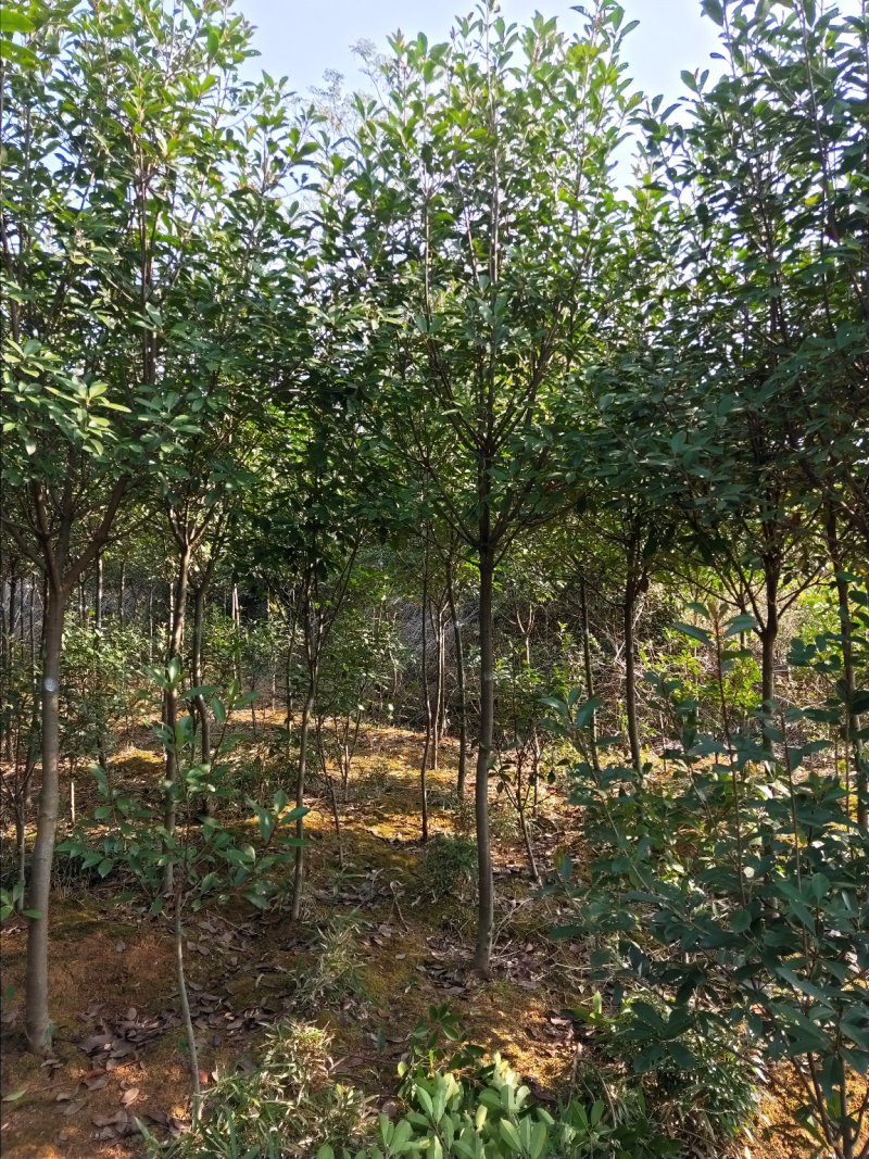 高杆红叶石楠树农户自产自销