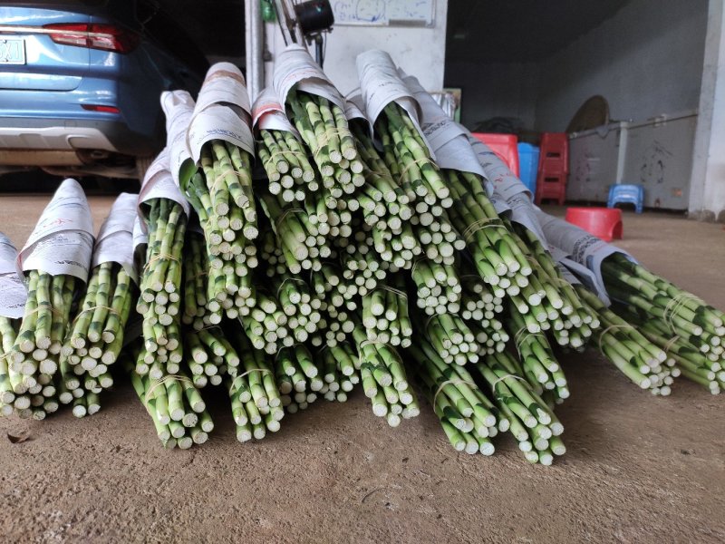 海南富贵竹基地批发红竹紫竹观音竹莲花竹水培竹带塑料杯发货