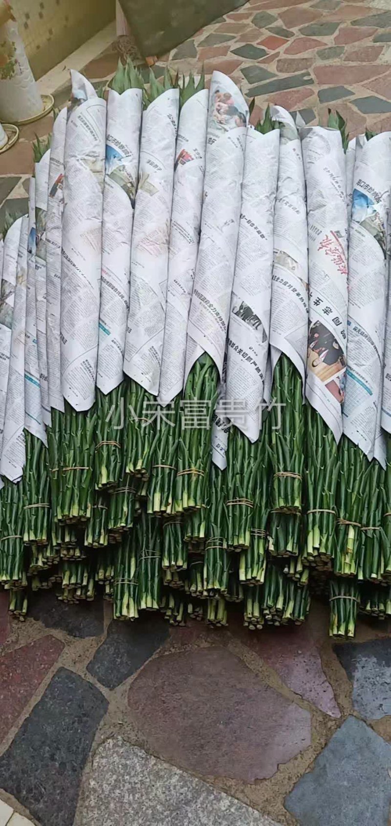 海南富贵竹基地批发红竹紫竹观音竹莲花竹水培竹带塑料杯发货
