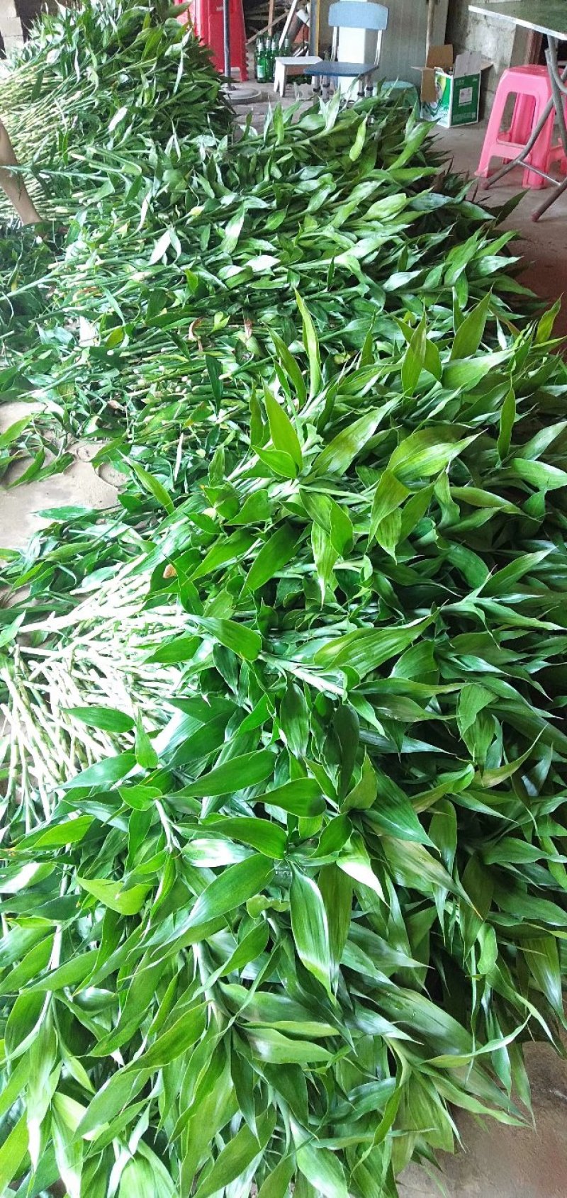 海南富贵竹基地批发红竹紫竹观音竹莲花竹水培竹带塑料杯发货