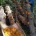 金耳椴木栽培菌种黄金木耳菌种三级菌种预定专拍
