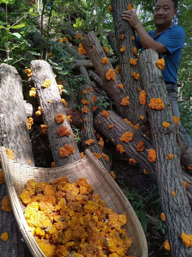 金耳椴木栽培菌种黄金木耳菌种三级菌种预定专拍