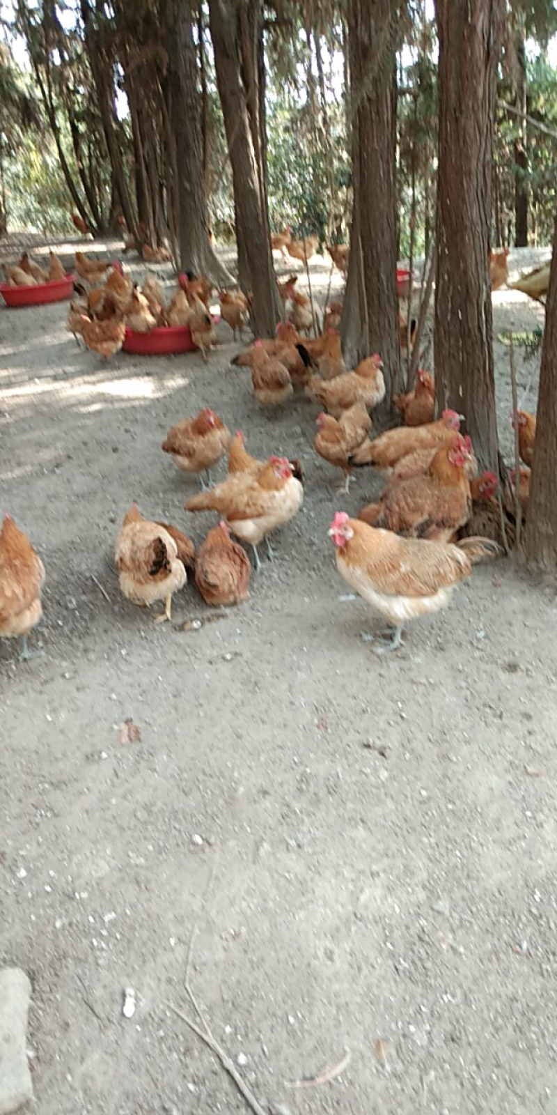 散养土鸡