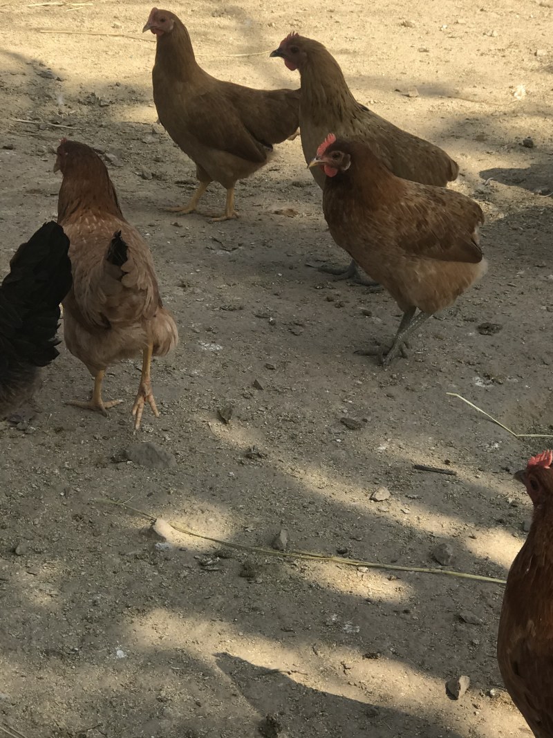 散养土鸡