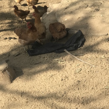 散养土鸡