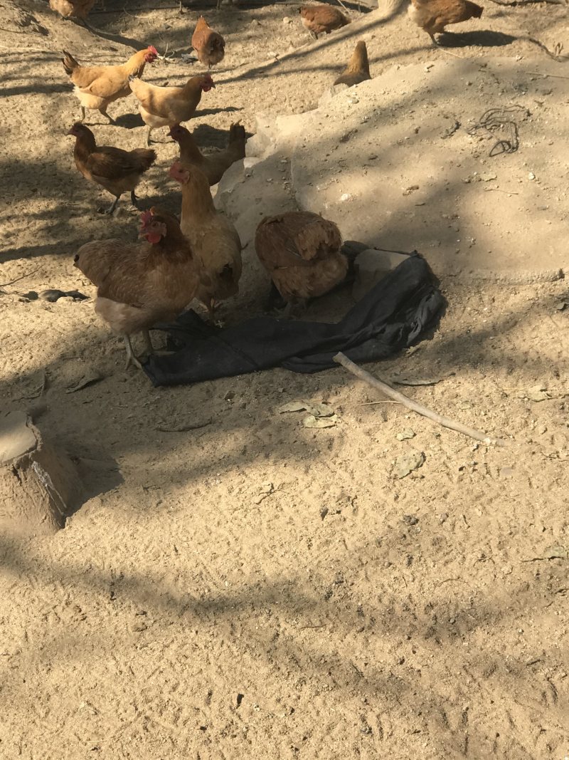 散养土鸡