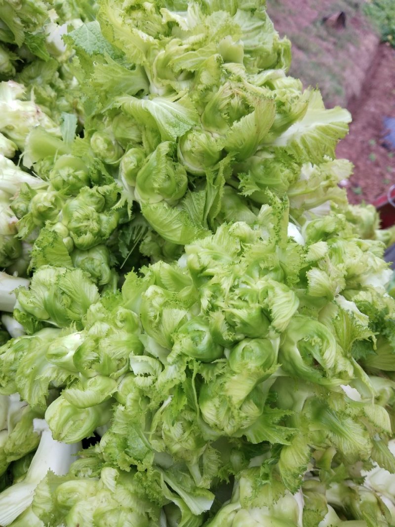 儿菜