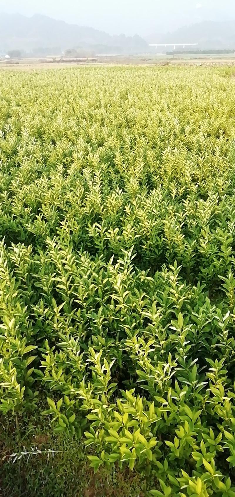 广西柳州融安县正宗优质脆蜜金桔苗假一赔十，一百棵送生根粉