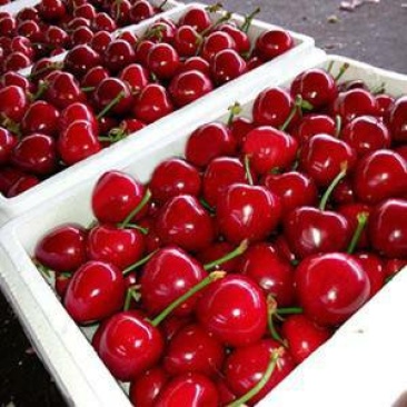 临朐大樱桃车厘子批发零售快递装车分拣购销服务一条龙