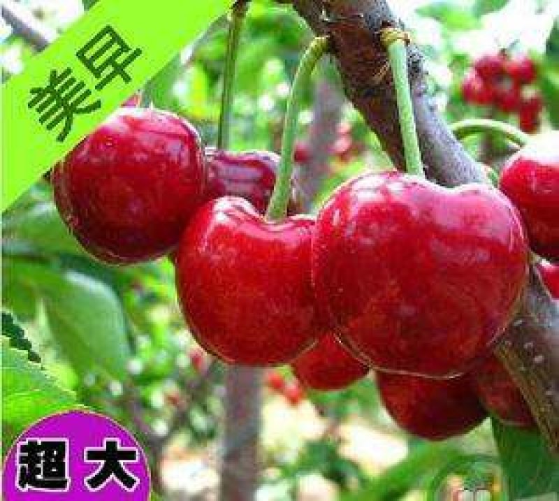 临朐大樱桃车厘子批发零售快递装车分拣购销服务一条龙