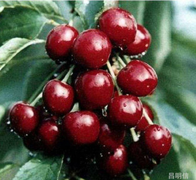 临朐大樱桃车厘子批发零售快递装车分拣购销服务一条龙