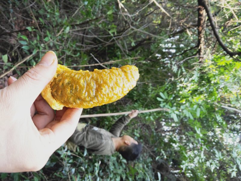 九月黄野果八月瓜野生牛软坨