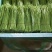 新鲜嫩绿精品芦蒿散包都有