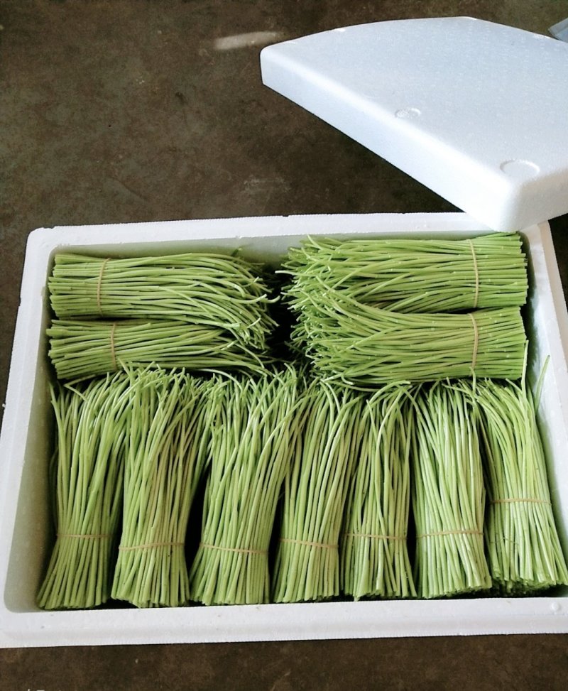 新鲜嫩绿精品芦蒿散包都有