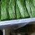 新鲜嫩绿精品芦蒿散包都有