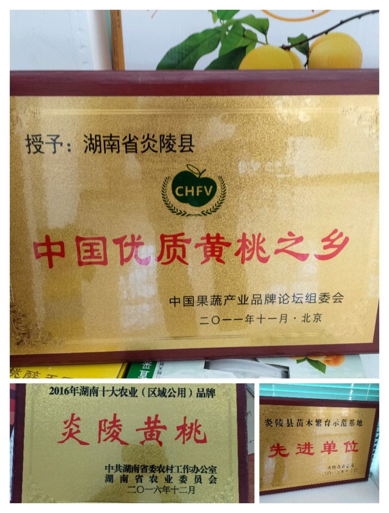 黄金奈李苗李子苗炎陵黄金奈李苗【放心苗企业】包品种