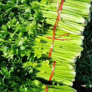 饶阳冷棚精品西芹，芹菜50cm以上，颜色亮，不空心