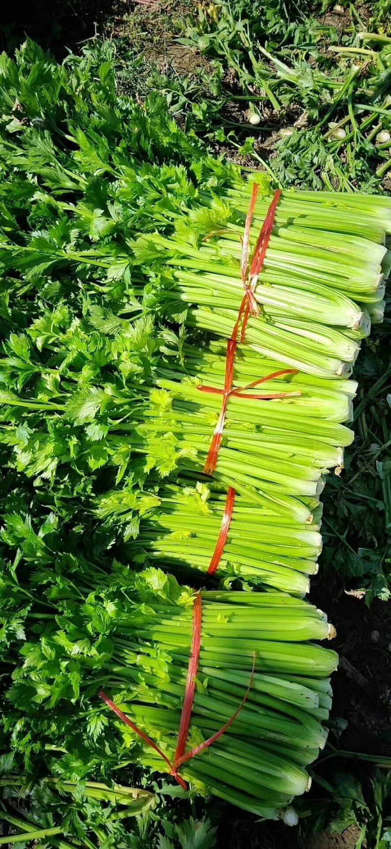 饶阳冷棚精品西芹，芹菜50cm以上，颜色亮，不空心