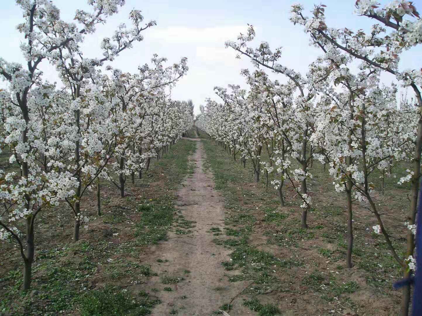 一片广阔的梨园中,成排的梨树开满洁白的花朵,阳光洒落在花瓣上,远处是黄土高原的丘陵地貌,农民正在田间劳作,空气中仿佛弥漫着淡淡的花香 甘肃早酥梨果园春季梨花盛开景象