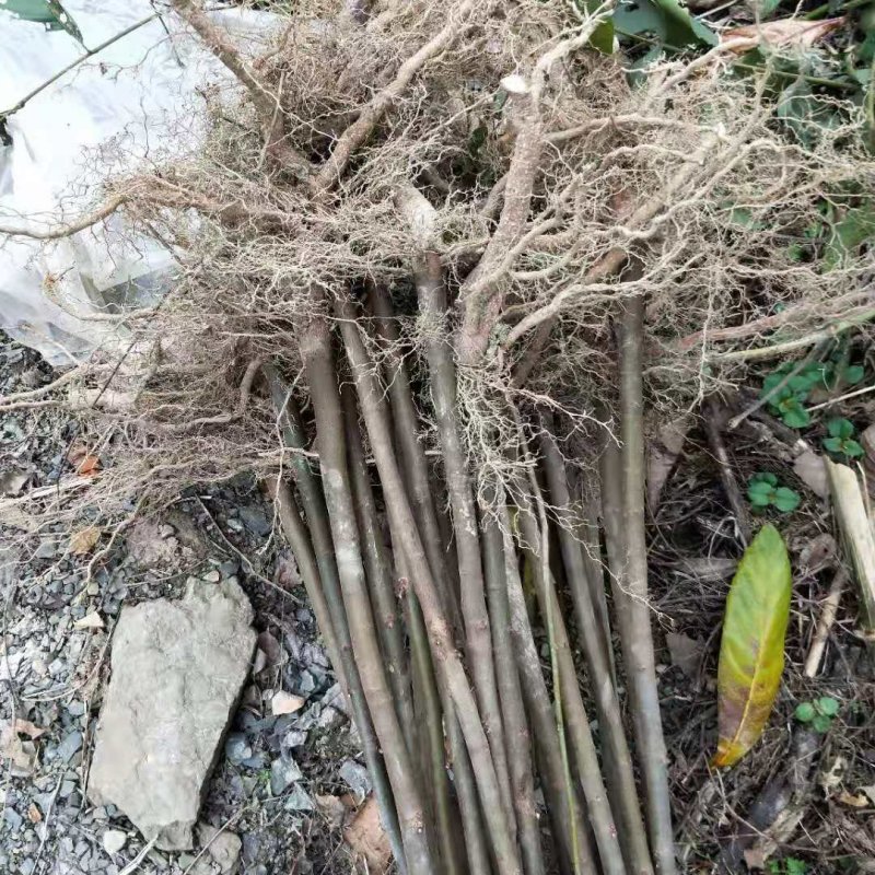 3年4年南酸枣苗鼻涕梨树苗南酸枣树