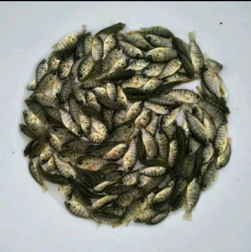 罗非之都出售优质全雄罗非鱼，价格美丽，量大从优，