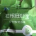 【包邮】旺叶壮根宝水草促生根吃不败灯笼泡苦草伊乐藻虾蟹鱼