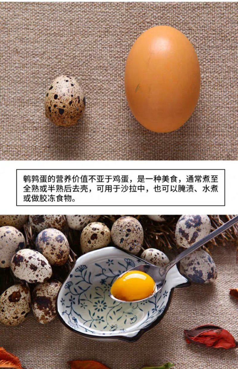 生鹌鹑蛋新鲜一件代发现捡现发24小时承诺发货
