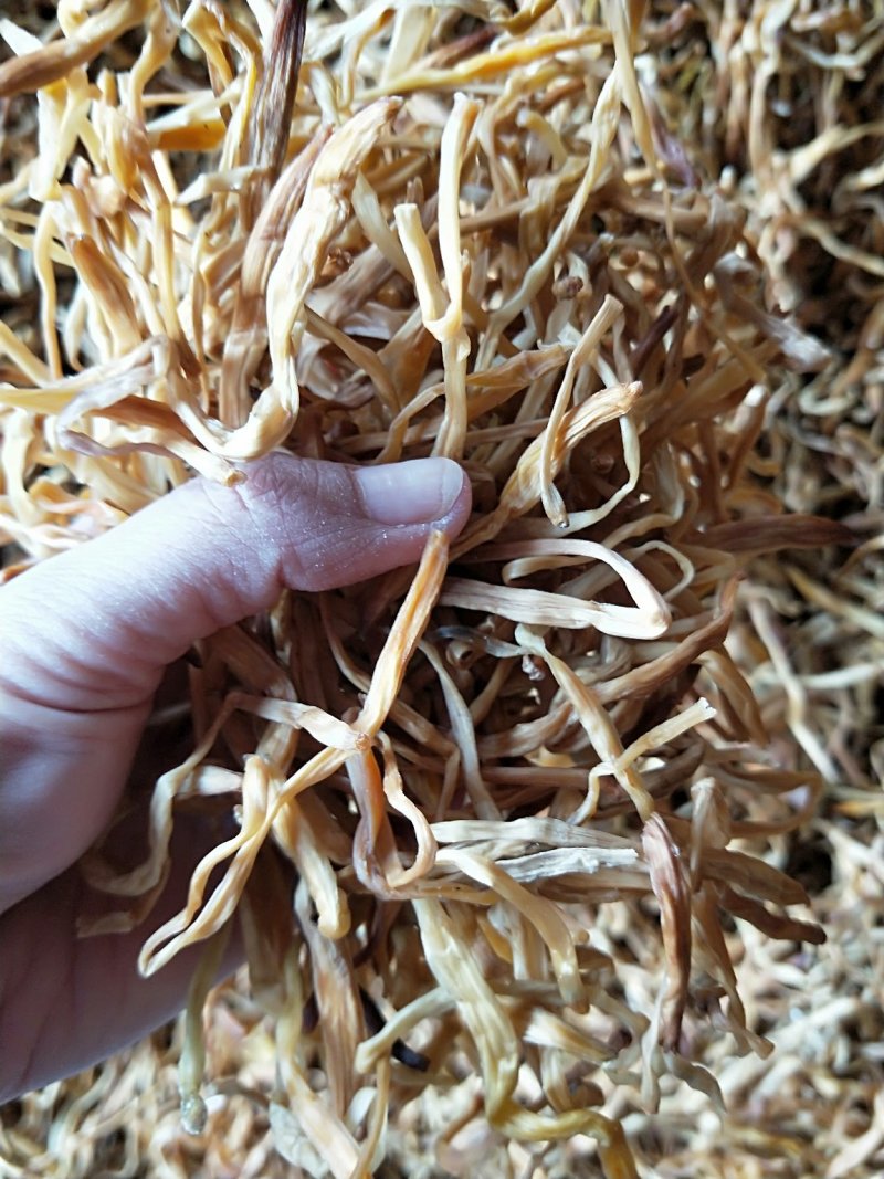 祁东黄花菜颜色好干度好促销价本地特产欢迎咨询