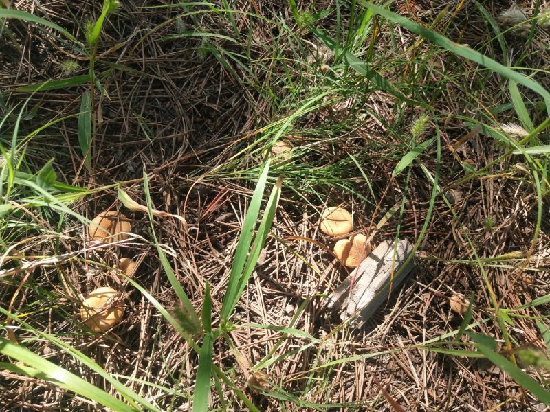 天然野生草蘑
