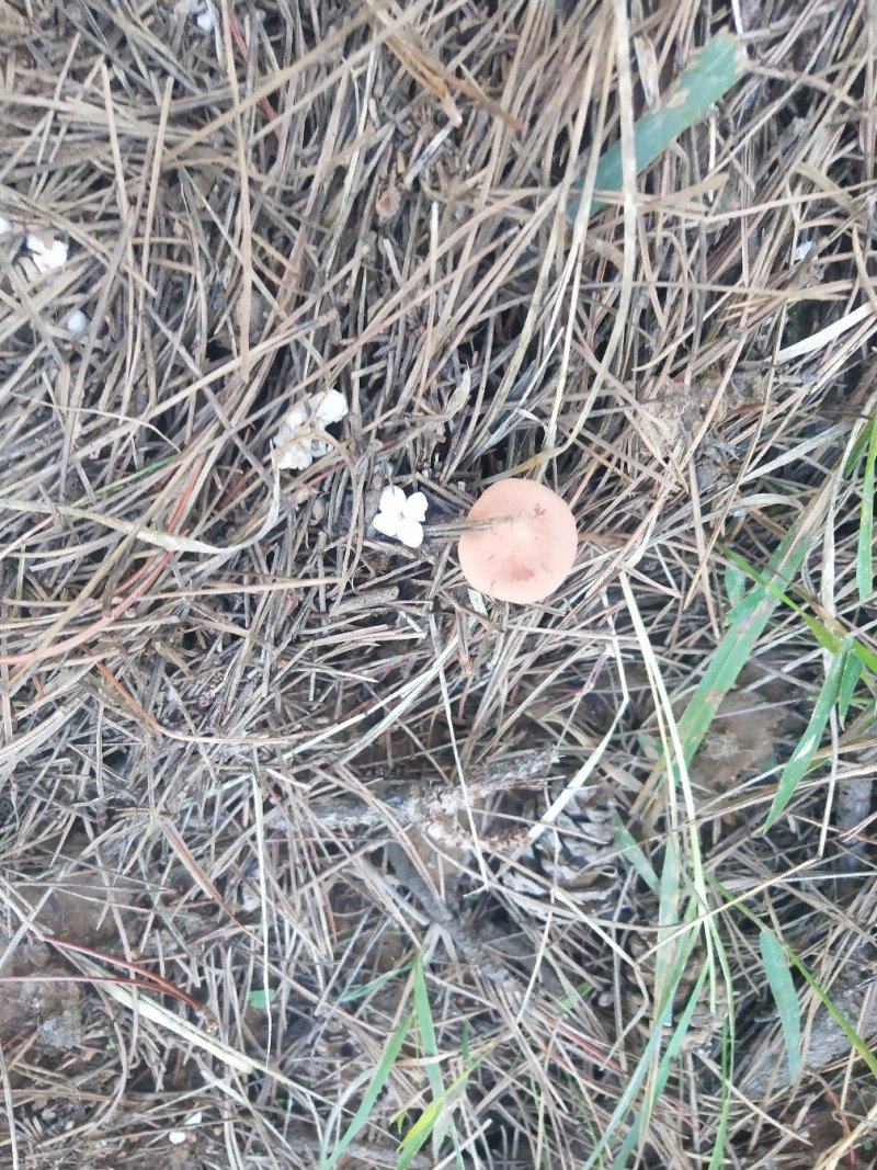 天然野生草蘑