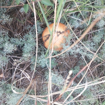 天然野生草蘑