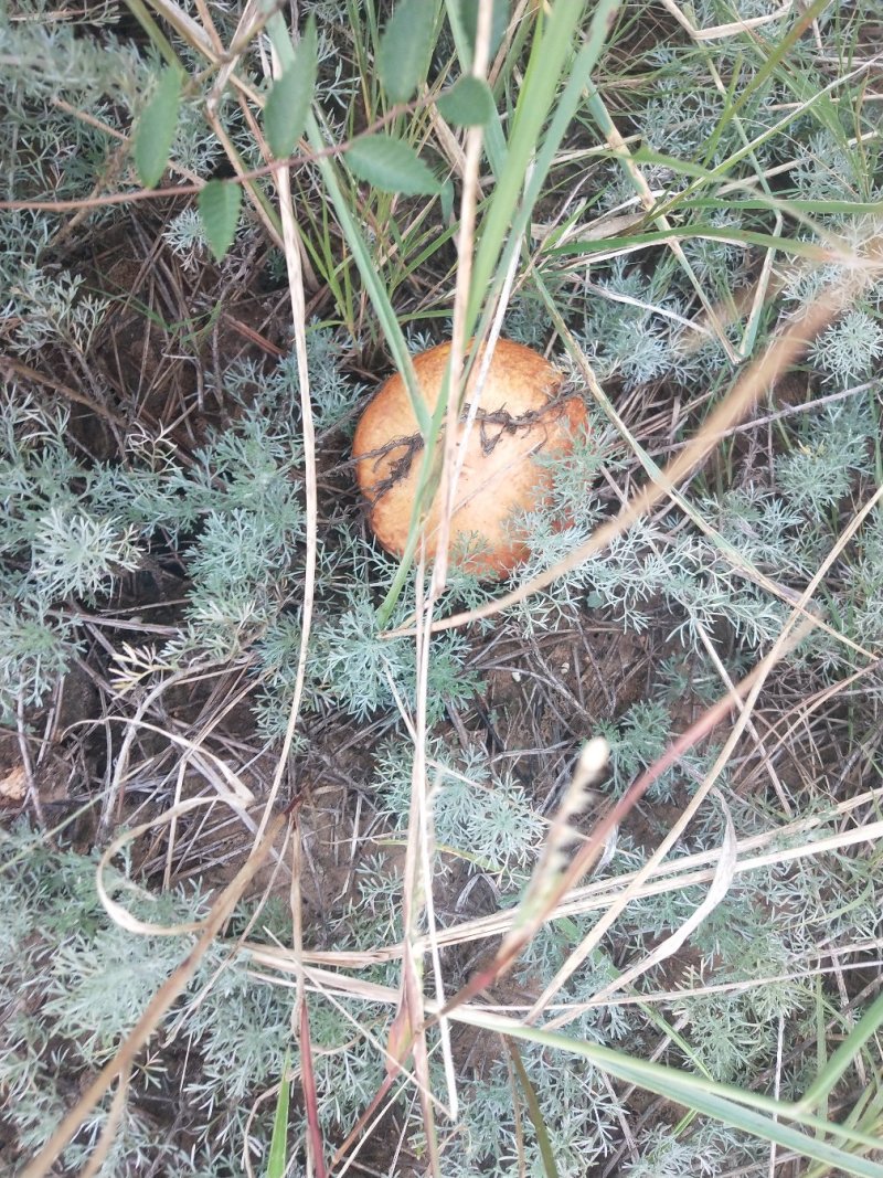 天然野生草蘑