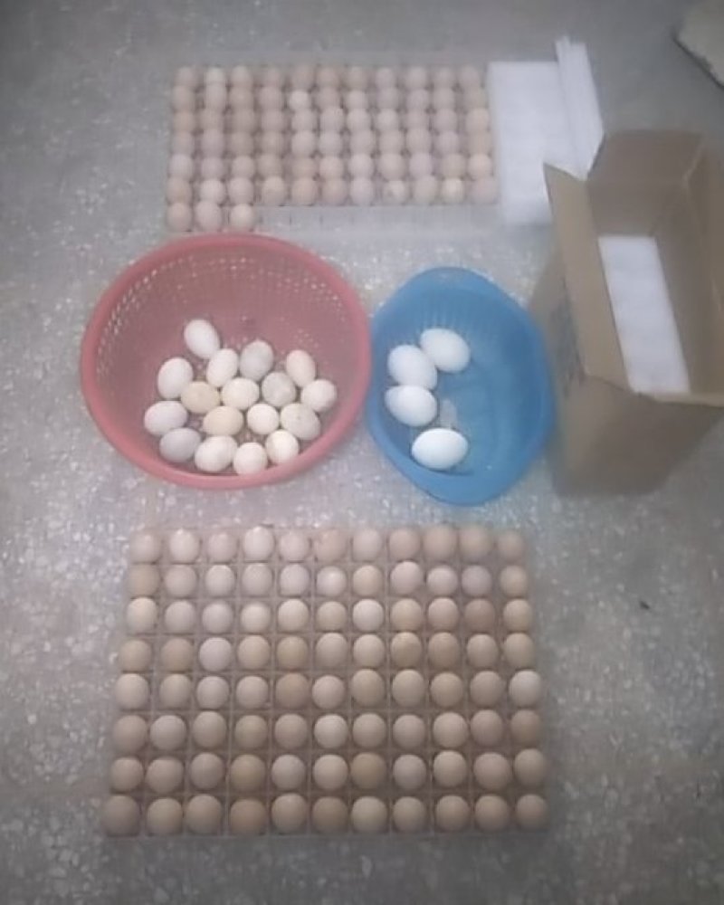 农产品及自然散养鸡鸭鹅种蛋有精大脑激素蛋