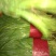 山东泰安大叶韭菜二茬货源充足价格便宜