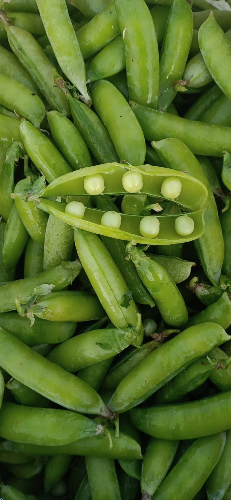 青豌豆，豌豆荚，中豌6号，中豌9号，子粒饱满，