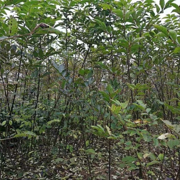 吴茱萸（中花，小花）