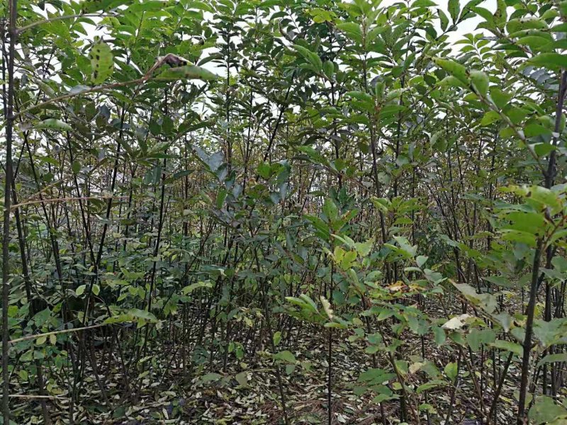 吴茱萸（中花，小花）