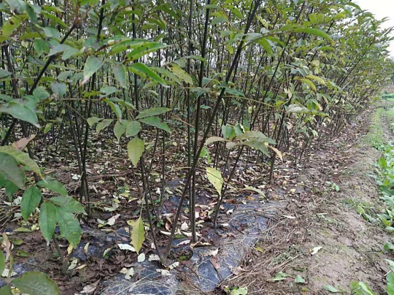 吴茱萸（中花，小花）