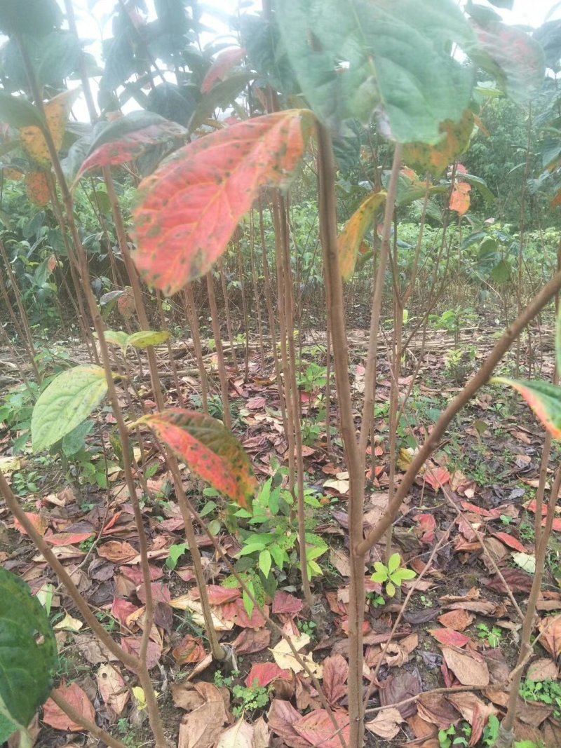 阳丰甜柿树苗诚信经营品质保证