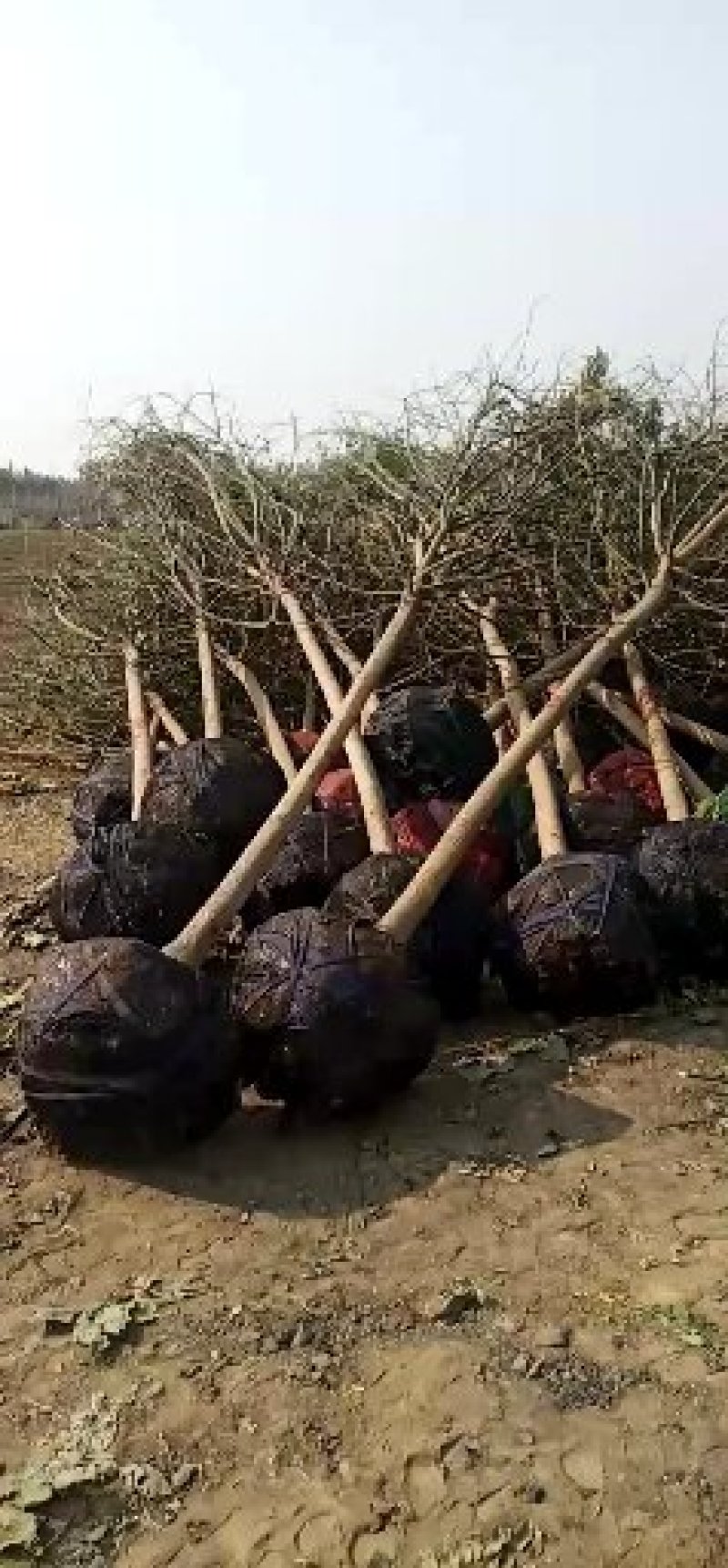 25公分法桐，30公分法桐批发价格，40公分大法桐