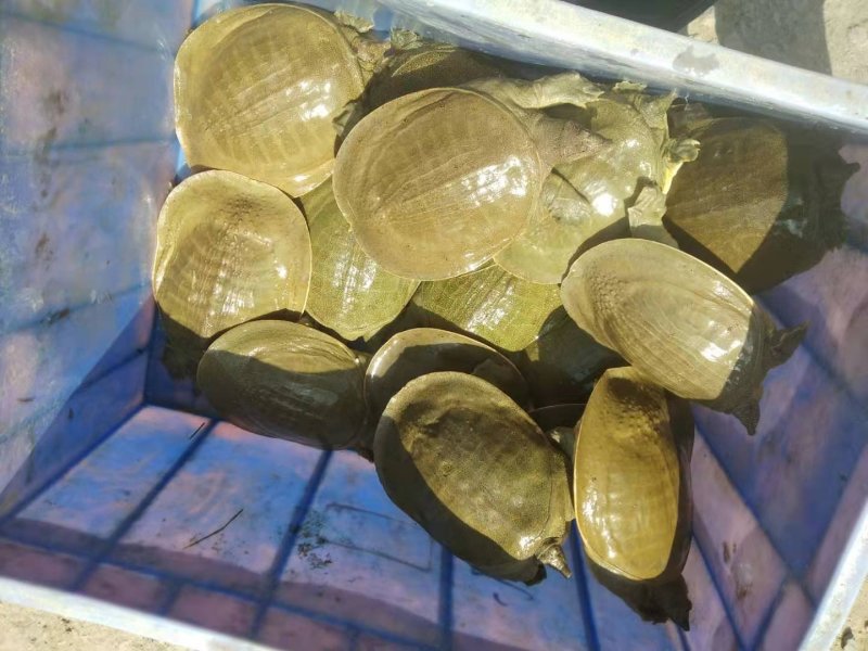 外塘甲鱼中华鳖（产地直销）母甲鱼包活