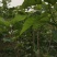 桑叶，桑枝