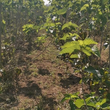 桑叶，桑枝
