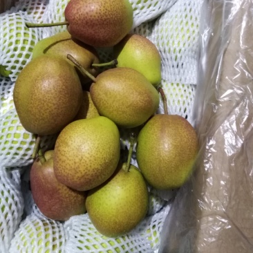 红香酥梨，新梨七号