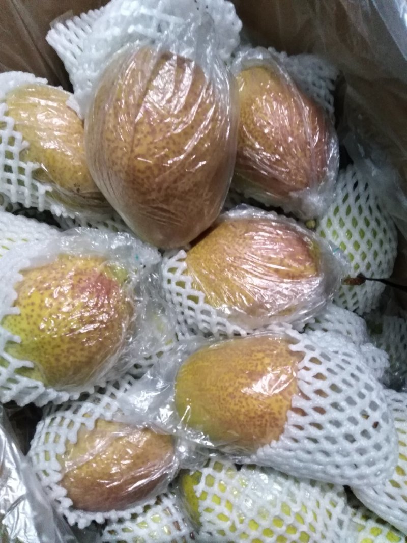 红香酥梨，新梨七号